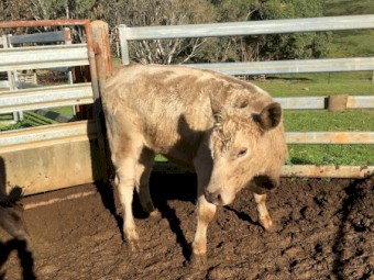 One Angus Charolais heifer PTIC