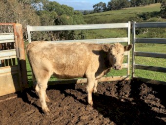 One Angus Charolais heifer PTIC