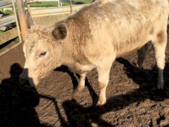 One Angus Charolais heifer PTIC