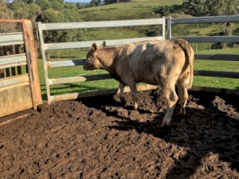One Angus Charolais heifer PTIC