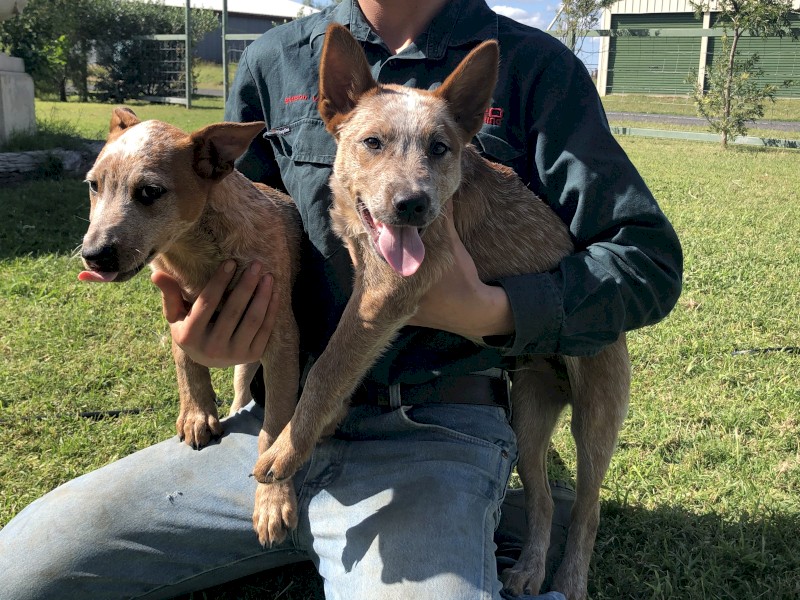 Red Cattle Dog Puppies ready to go 