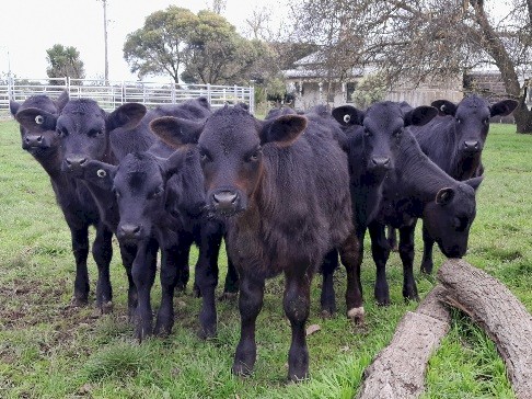 Angus Friesian cross mixed sex calves