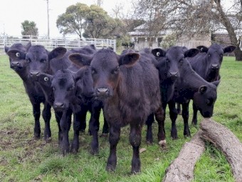 Angus Friesian cross mixed sex calves