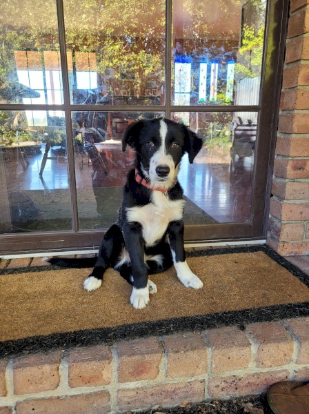 Border Collie