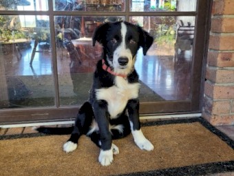Border Collie