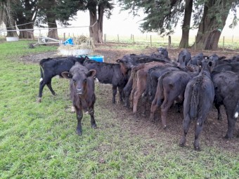 Angus Friesian cross mixed sex calves