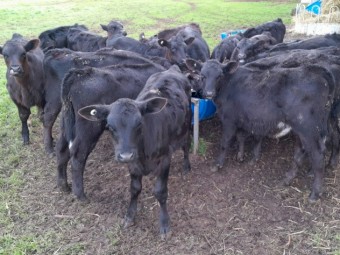 Angus Friesian cross mixed sex calves