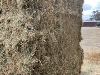 Clover Hay