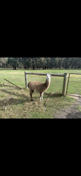 3 Male Gelding Llamas