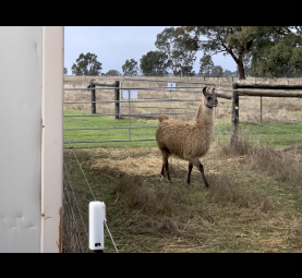 3 Male Gelding Llamas
