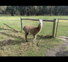 3 Male Gelding Llamas