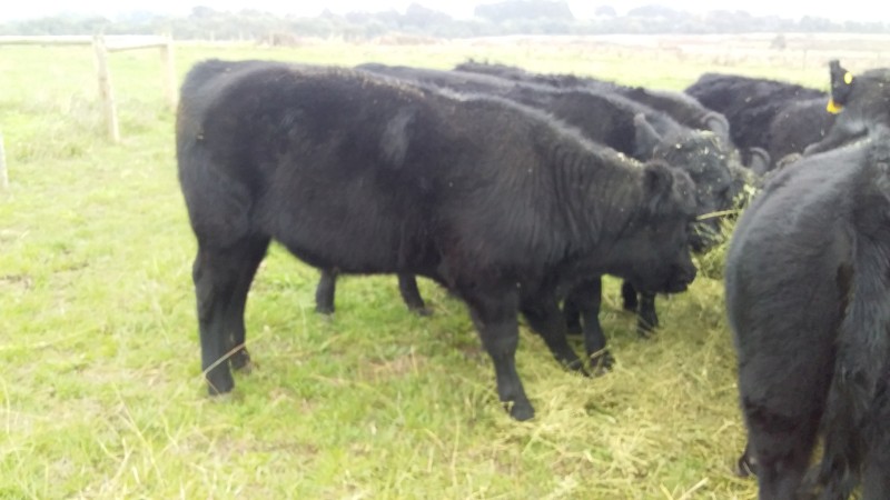 Angus steers