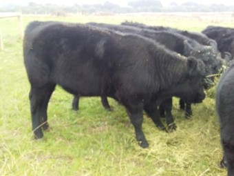 Angus steers
