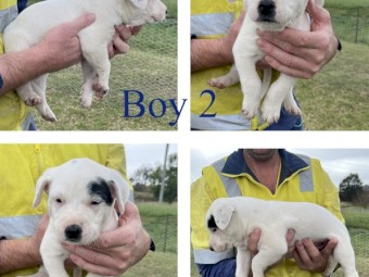 Purebred Australian Cattle Dog Pups