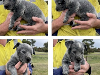 Purebred Australian Cattle Dog Pups