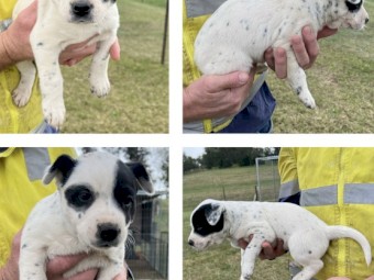 Purebred Australian Cattle Dog Pups