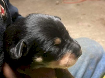 EOI  Kelpie Pups
