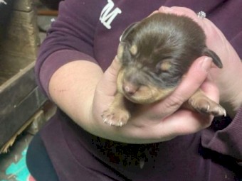 EOI  Kelpie Pups
