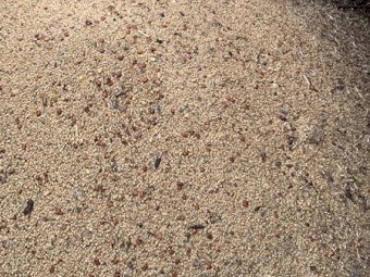 2021 Mixed Gradings Pig Feed