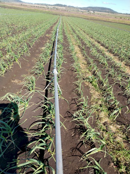 2 in Aluminium Irrigation pipes on stands