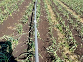 2 in Aluminium Irrigation pipes on stands