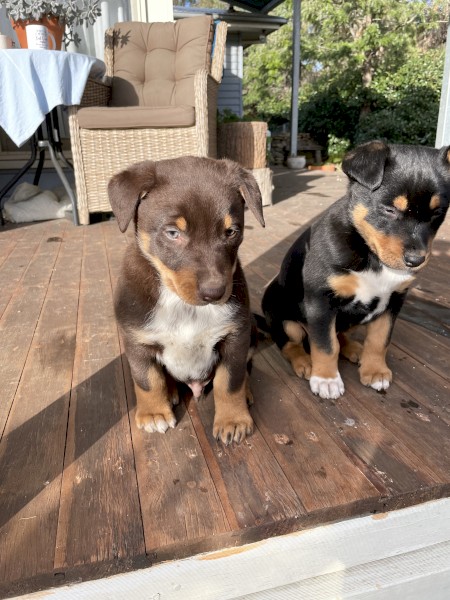 1 male kelpie pup