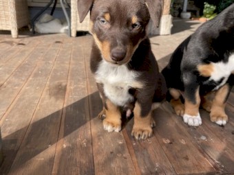1 male kelpie pup
