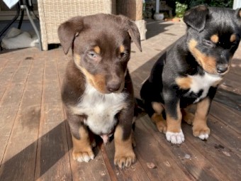 1 male kelpie pup