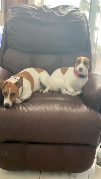 Purebred jack Russell