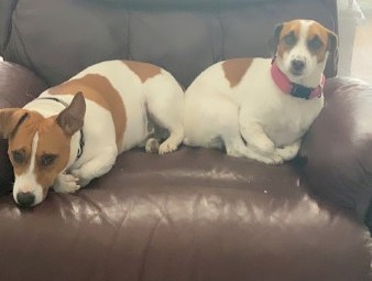 Purebred jack Russell