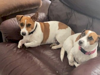 Purebred jack Russell