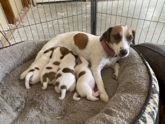 Purebred jack Russell