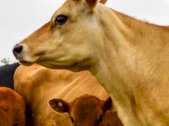 WANTED - Lease of 250-400acres Bacchus Marsh area