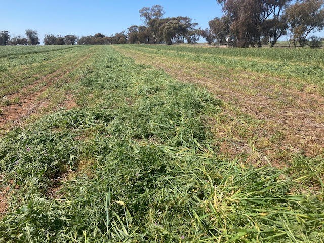 Vetch Hay from 2021 Cut Northern Wimmera