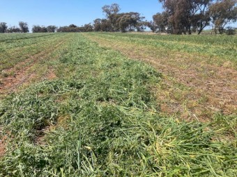 Vetch Hay from 2021 Cut Northern Wimmera
