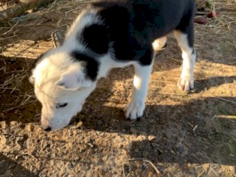Border Collie  Pup