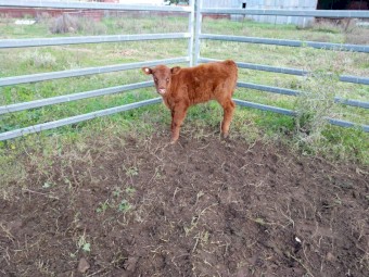 3 Shorthorn X heifers, 1 Shorthorn X young cow with (ringed bull calf at foot)