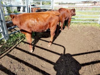 3 Shorthorn X heifers, 1 Shorthorn X young cow with (ringed bull calf at foot)