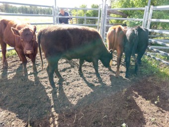 3 Shorthorn X heifers, 1 Shorthorn X young cow with (ringed bull calf at foot)