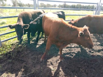 3 Shorthorn X heifers, 1 Shorthorn X young cow with (ringed bull calf at foot)