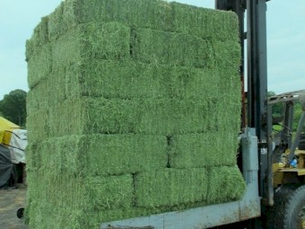 Alfalfa Hay For Sale