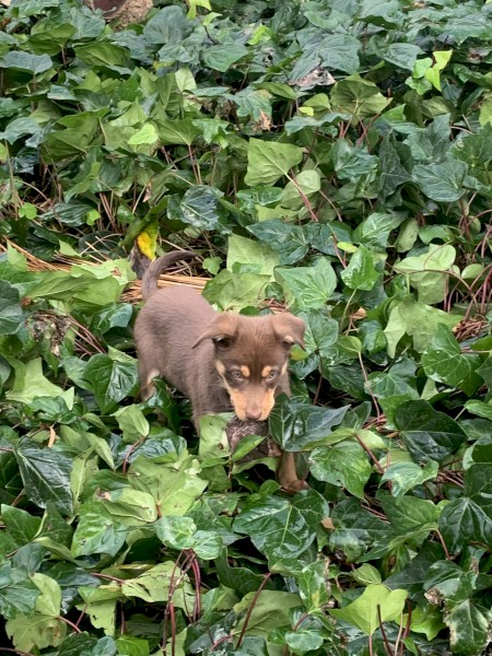 Kelpie Pup (Male)