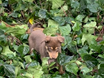 Kelpie Pup (Male)