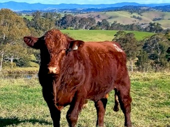 Stud beef shorthorn  bull registered and tested