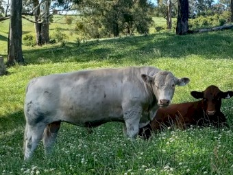 Wells beef stud shorthorn bull