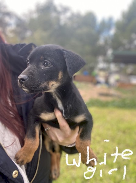 Kelpie puppies