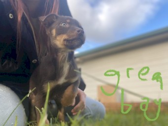 Kelpie puppies