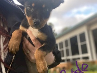 Kelpie puppies
