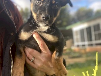 Kelpie puppies