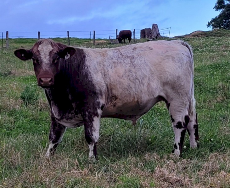 Stud beef shorthorn bull